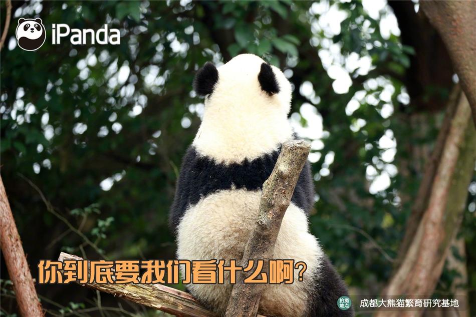 柏木由纪Av在线