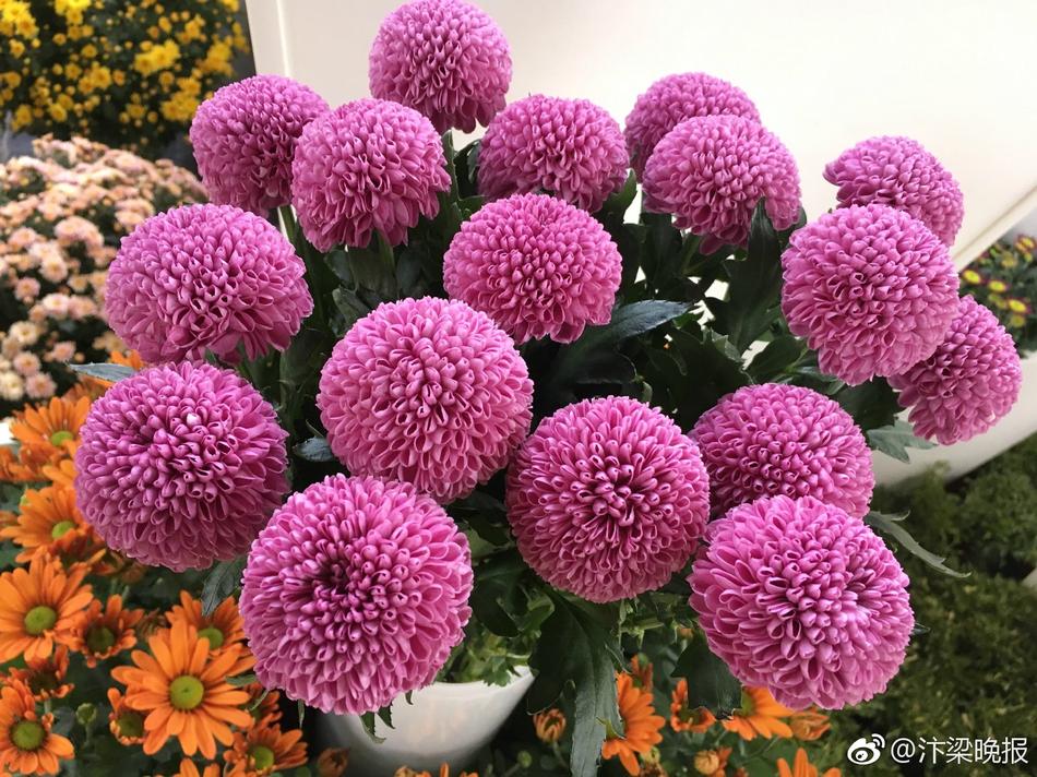 咲乃小春