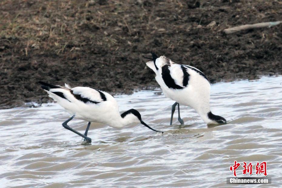 野外猛男的大粗鳮1巴