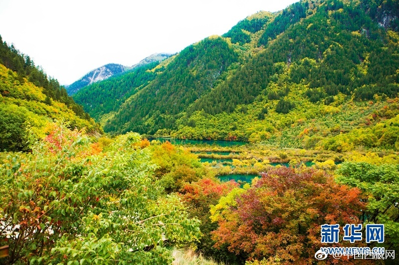 苏语棠美艳房东太太