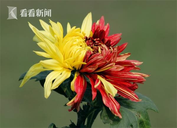 福利久久