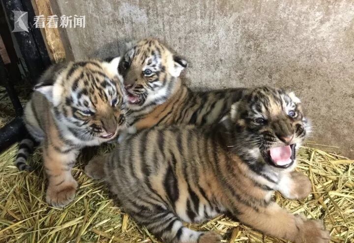 彩1app网址