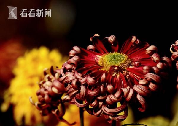 三唑仑