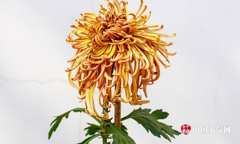 特级黄色毛片一级人与动物