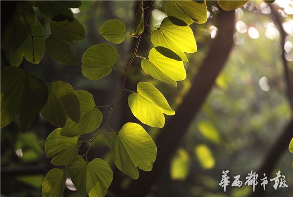国产精品久久久久久久久久白贞