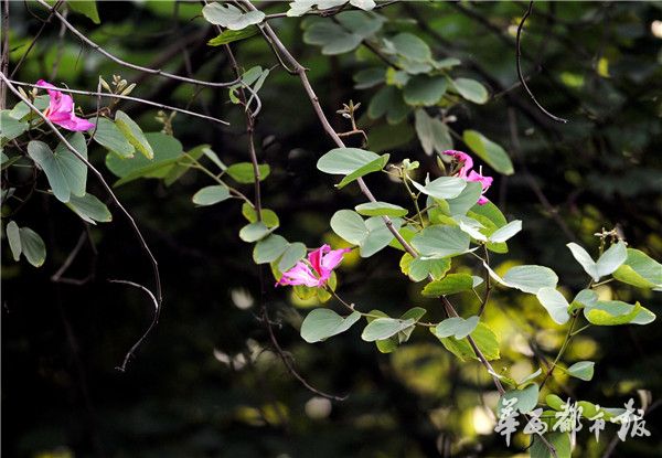 粉鮑