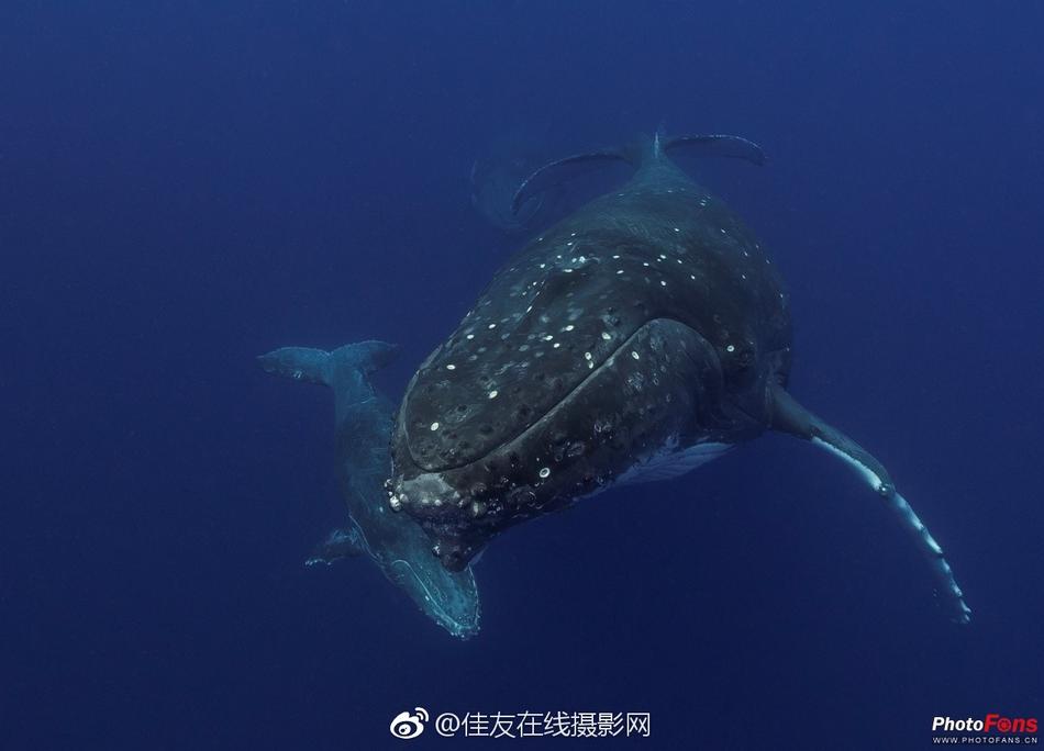 8 8 海外华人免费一区