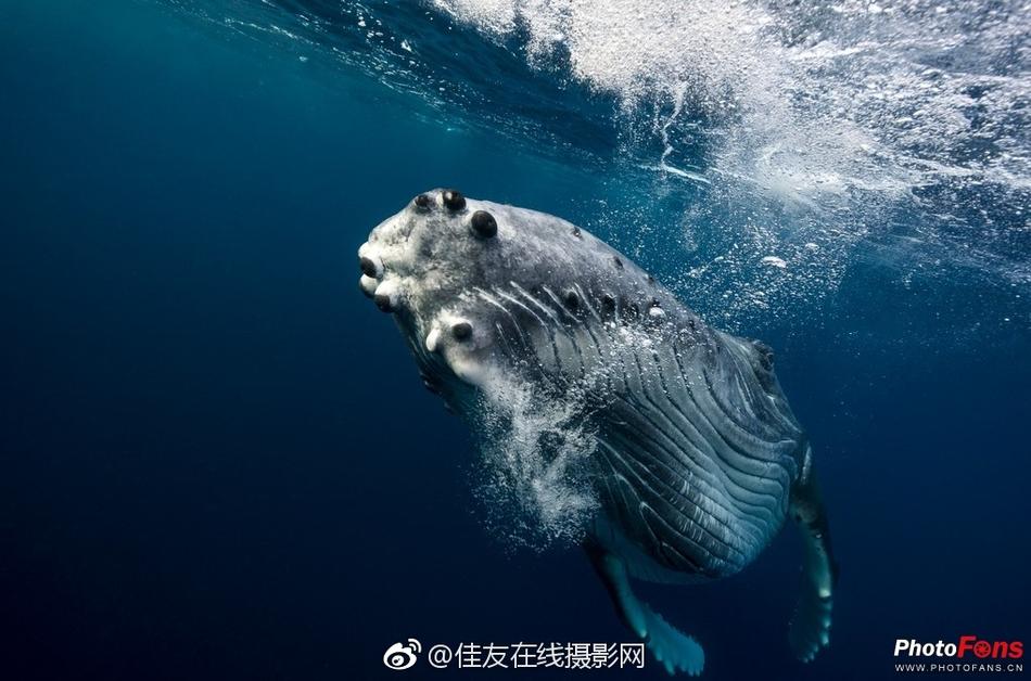 雅典娜liya缅北首秀回放