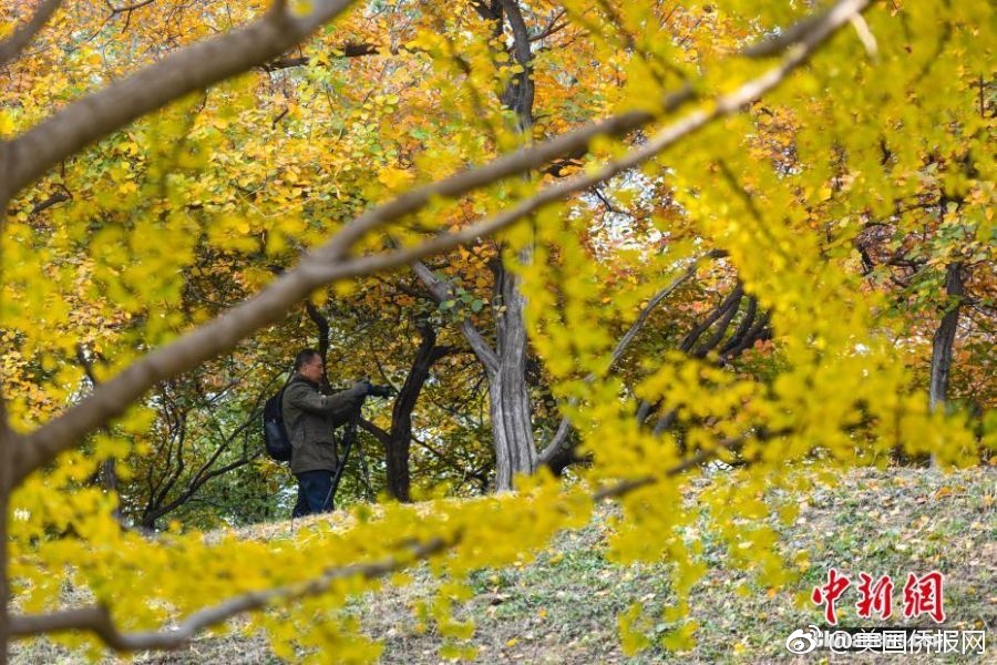 娇妻迎合黑人大属