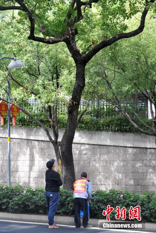 名侦探柯南小兰