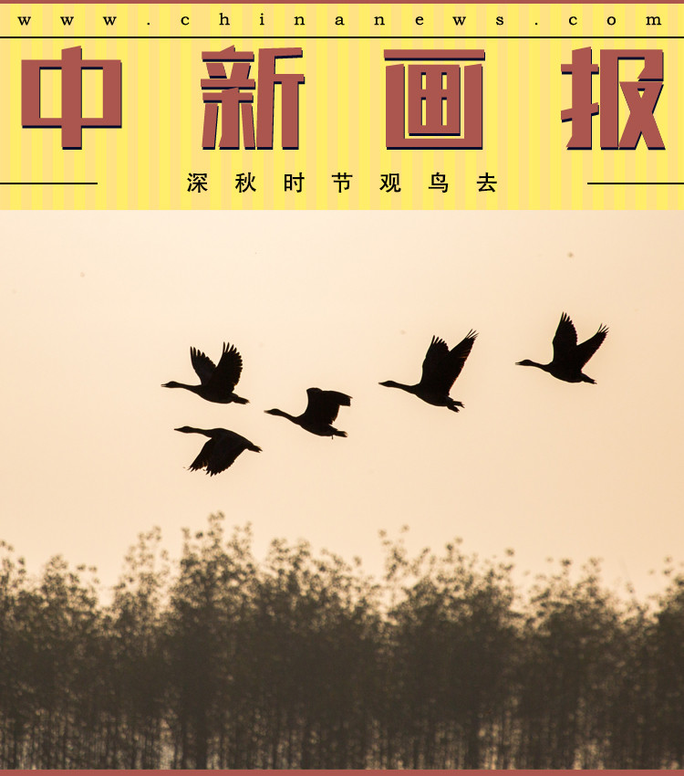 黄色网页版免费观看
