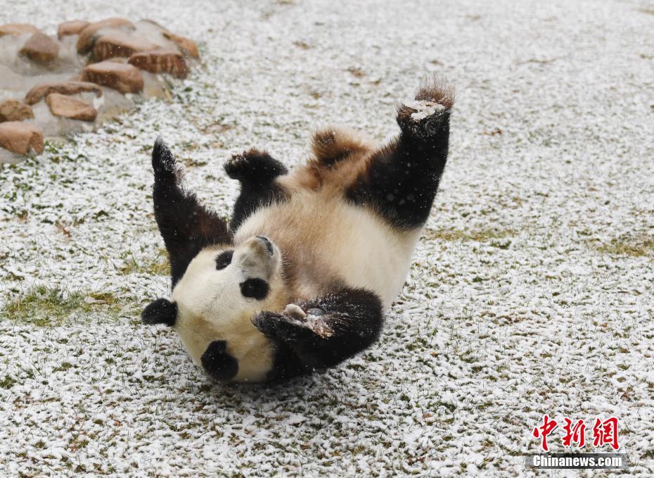 白丝可莉 扒腿爽出白色液体