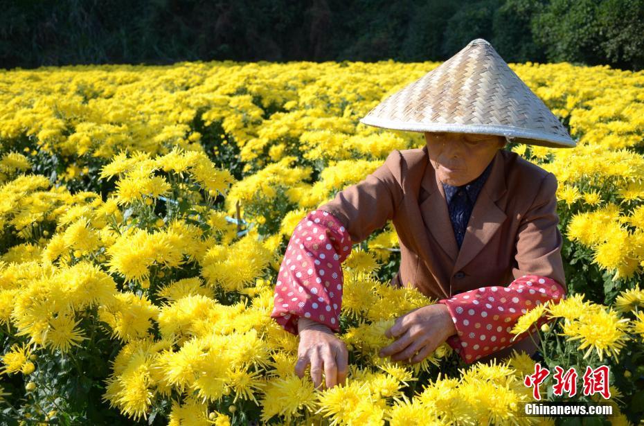 美国老骚妇