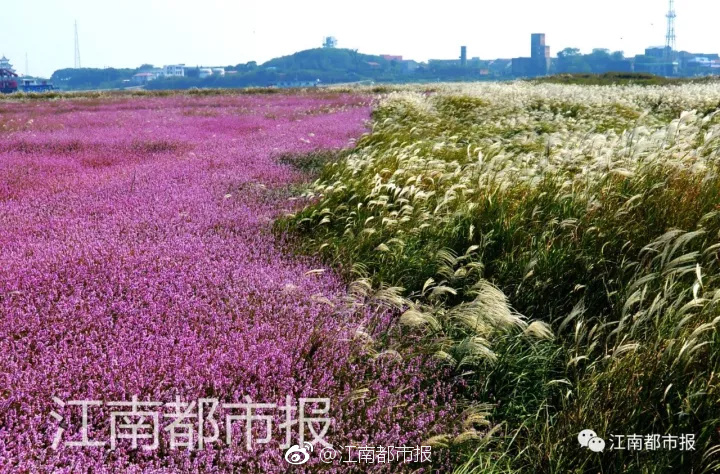 成人毛片   -