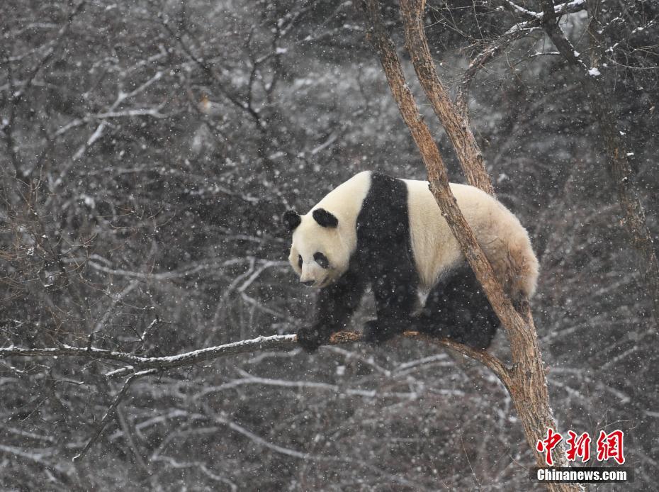 妩媚导航