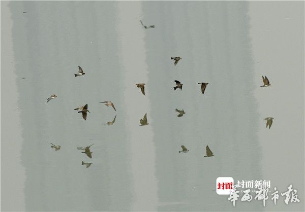 不知火舞色情
