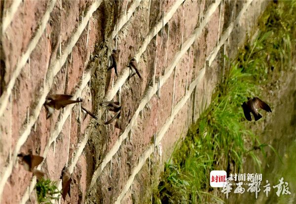 性黑人内射