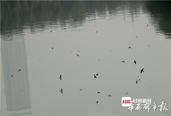 野戰