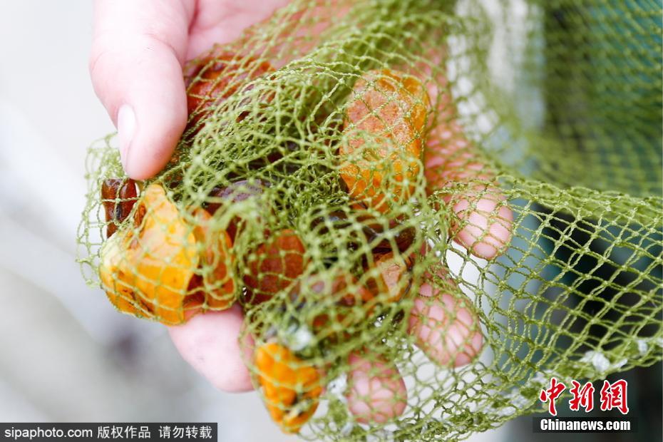 免费又好看的黄色视频网站