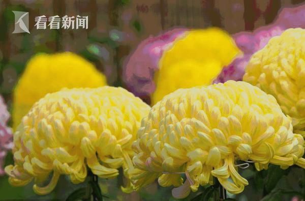 黄色录像一级片直播