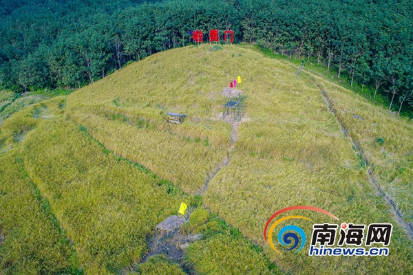三级片欧美孕妇