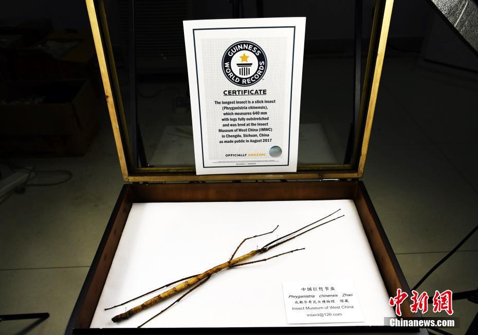 张柏芝跪下吃J8长什么样