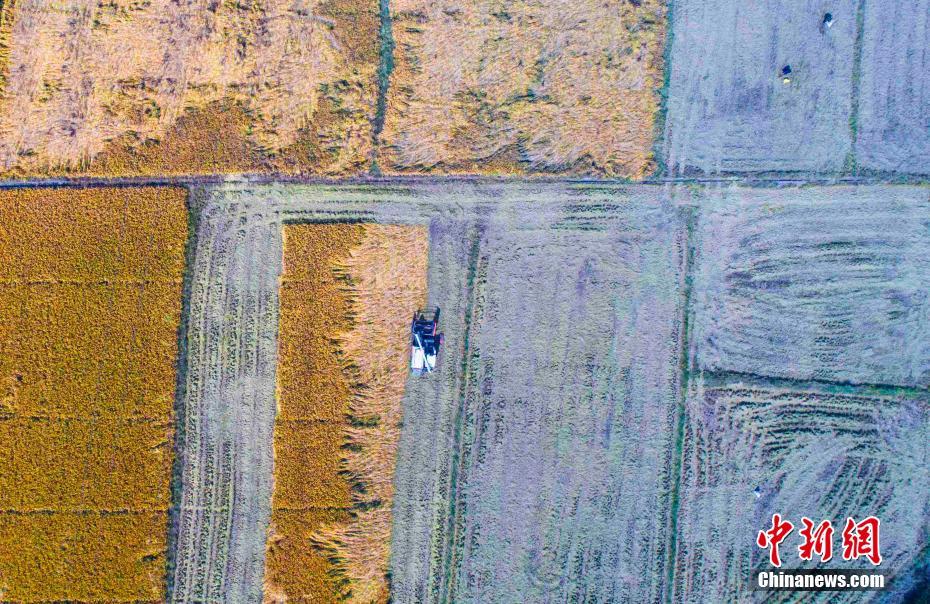 丰满岳跪爬圆润大屁股