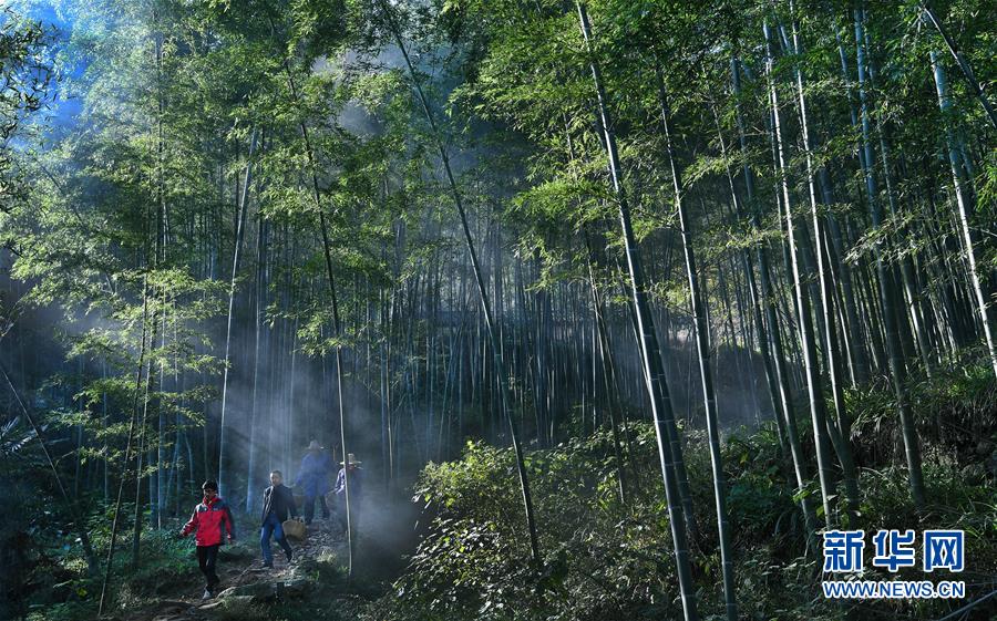 黄色网站免播放器在线视频