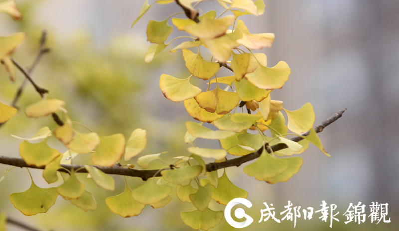 台湾一级毛片