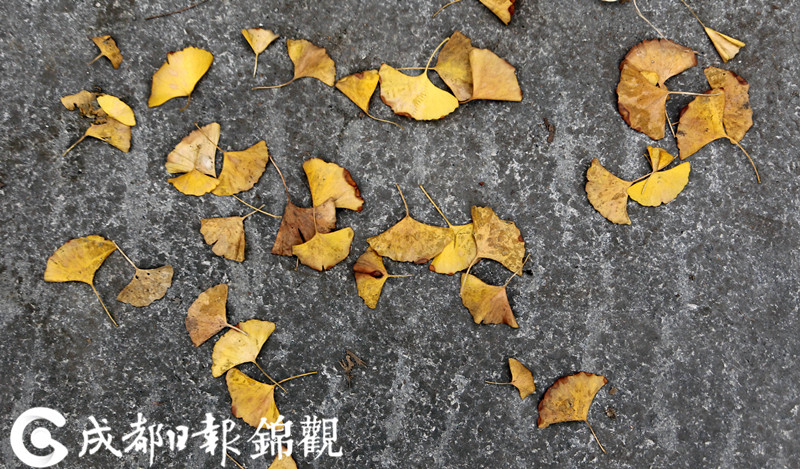 午夜人妻理论电影