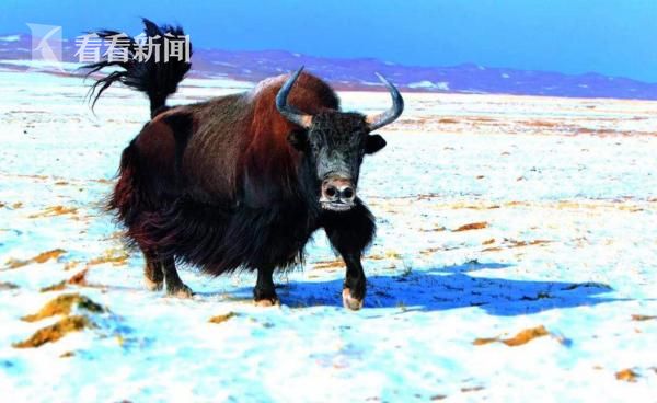 丰满农村中年熟妇Aⅴ在线观