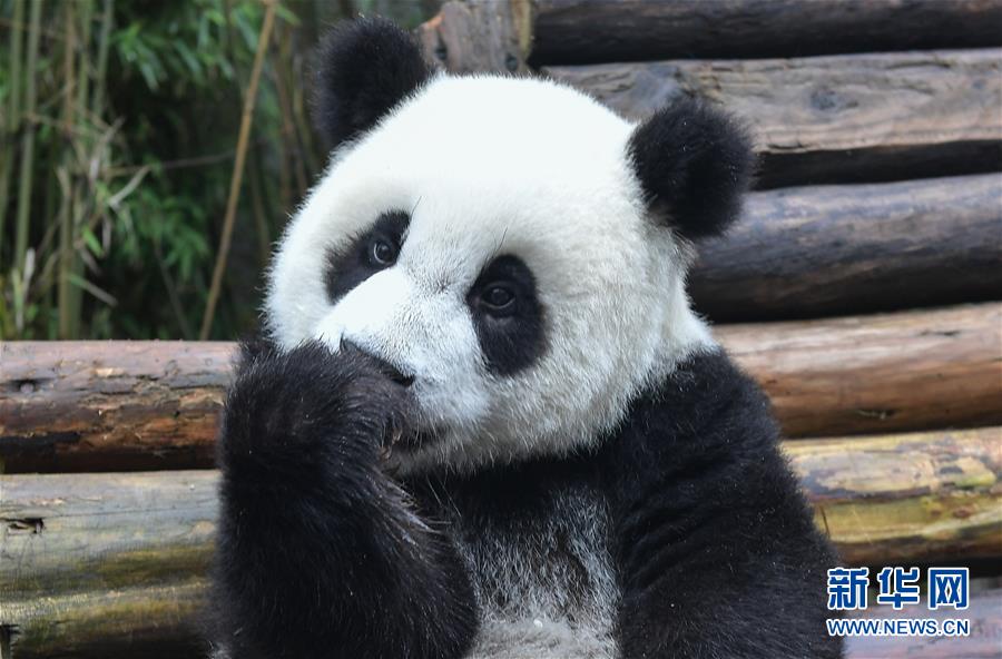 孕妇一级婬片免费放