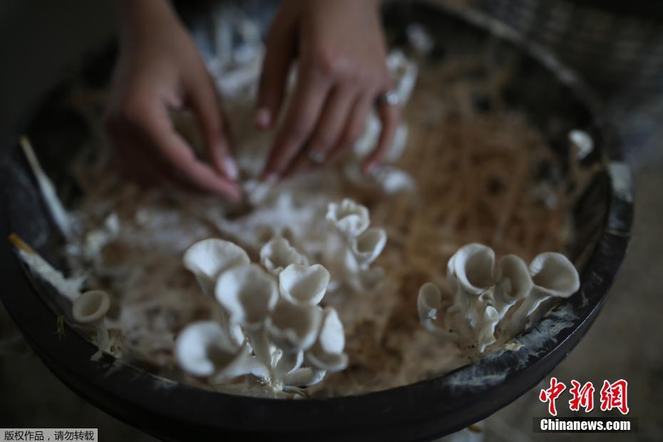 欧美人成免费小视频