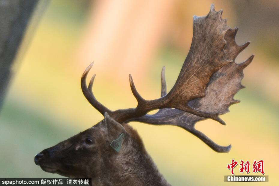 东北少妇大叫高潮XXXⅩ传媒