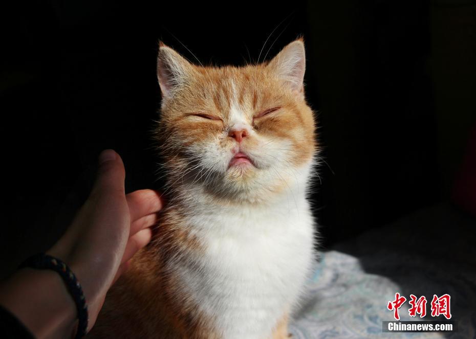 插鸡视频