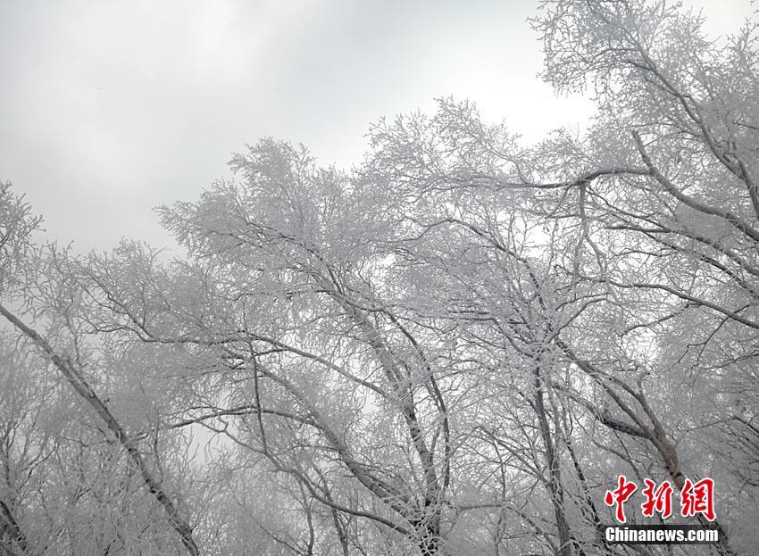 西西人艺体7777777毛茸茸