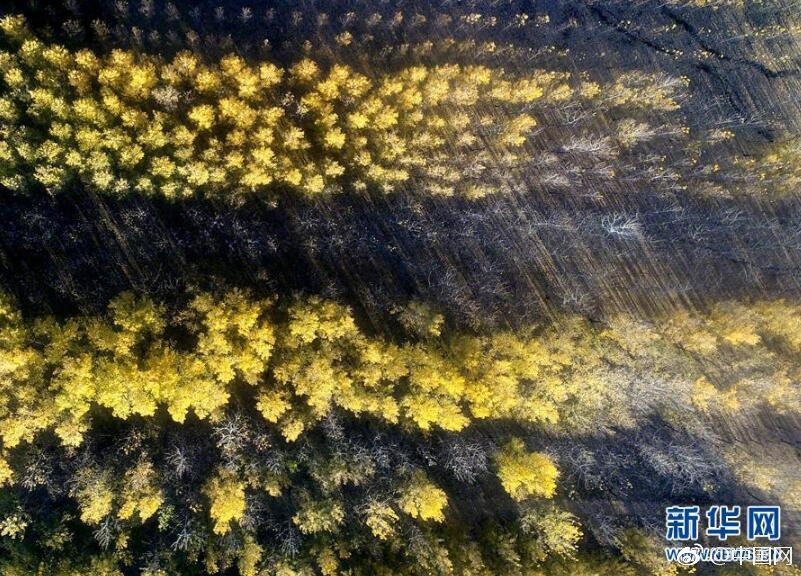 秀色直播APP软件