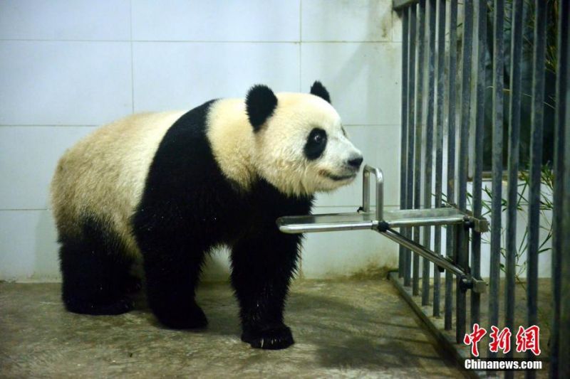 永久情趣內衣秀