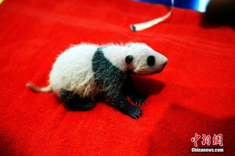 成年人免费看十分钟黄片