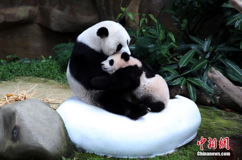 Xxxx Free Chinese Hd