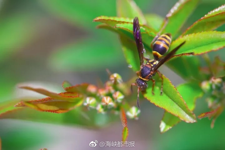 泰国黄色电影的视频的