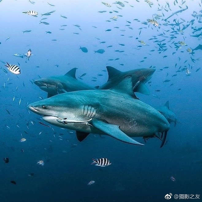 黄色视频在线免费观看