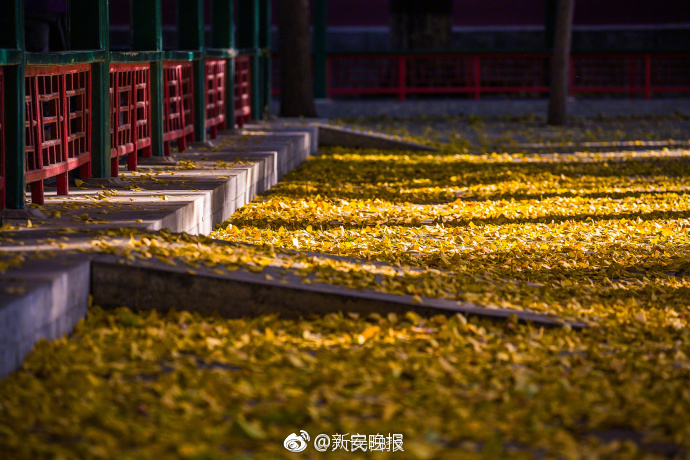 校花女星
