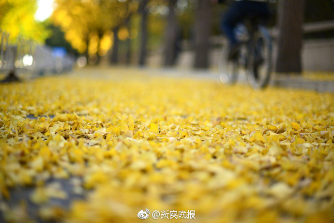 波多野结衣在线观看视频二区