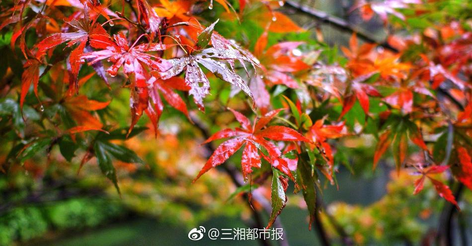 奇米一区