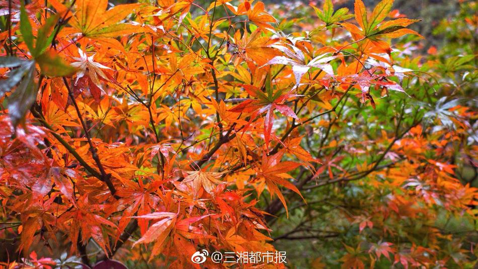 上原衣亚无码视频