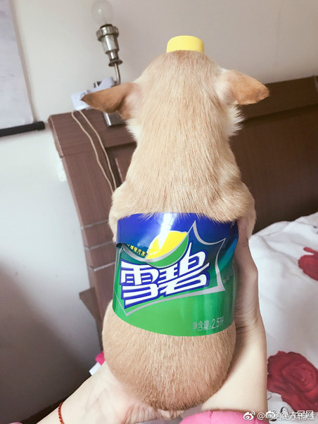 色情 做爱 视频