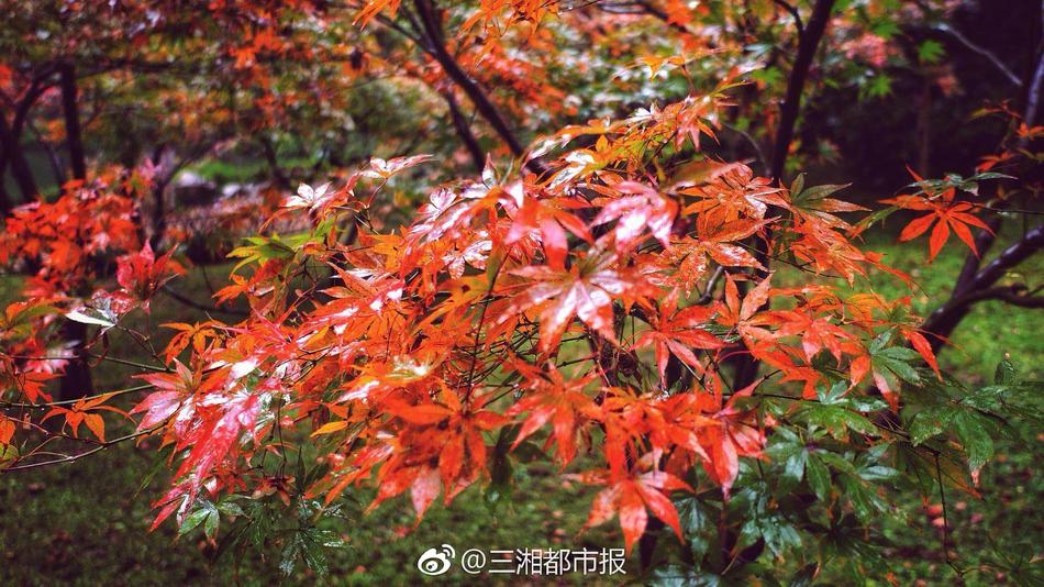 肥婆黄色视频三级片