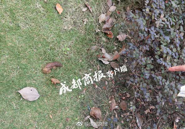 美女禄体视频77区精品