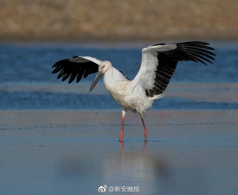 一级国产